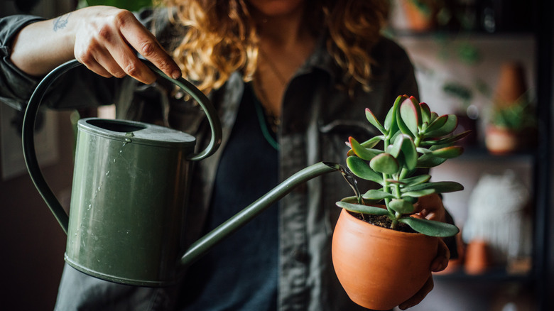 woman watering plants