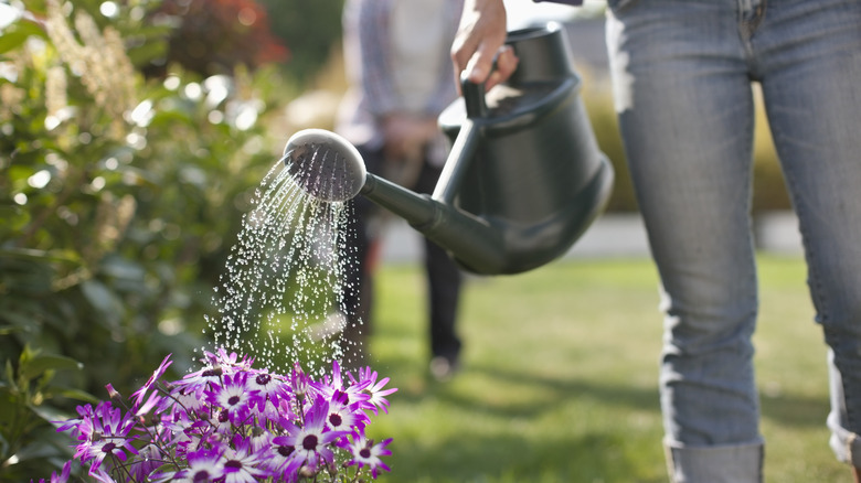 person watering plants in garden