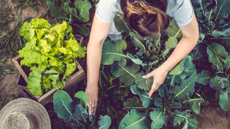 woman taking care of plants