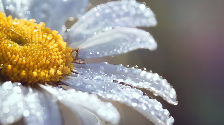 daisy with raindrops on petals
