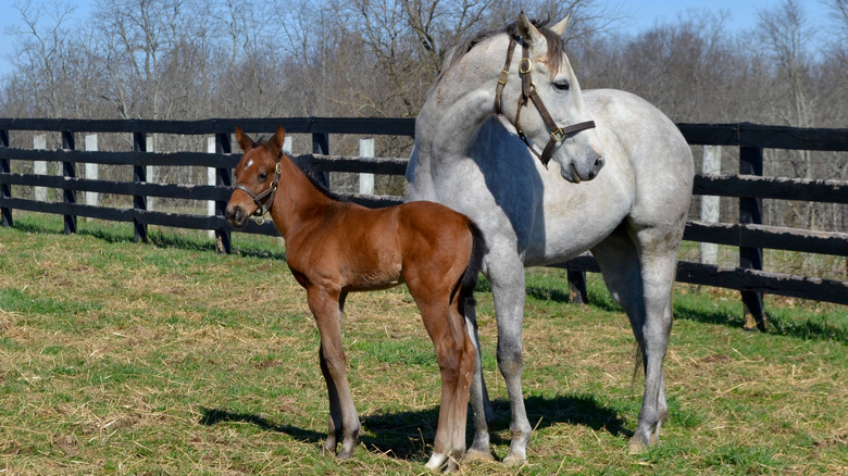 colt and mom in a pasture