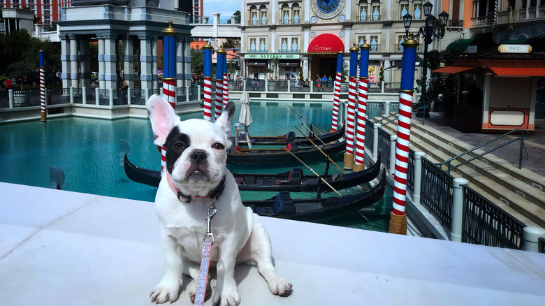 dog at The Venetian 