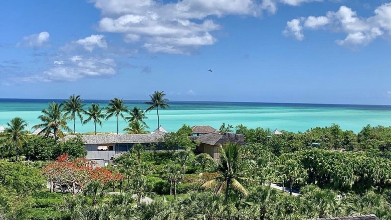 Turquoise water palm trees