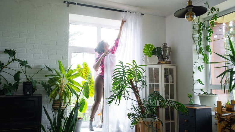 Woman hanging sheer curtains in home filled with plants