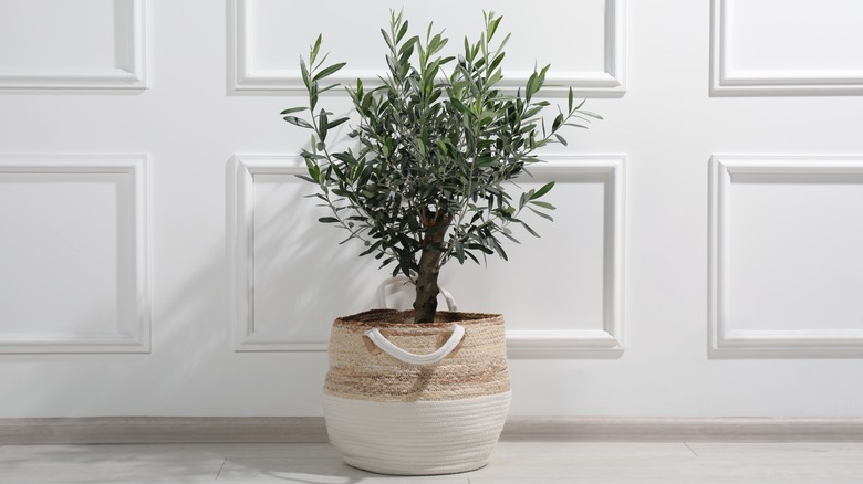 Old olive tree in a planter against white wall with picture rails