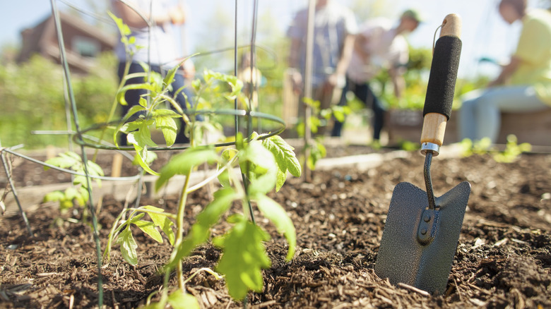 Hand trowel in garden