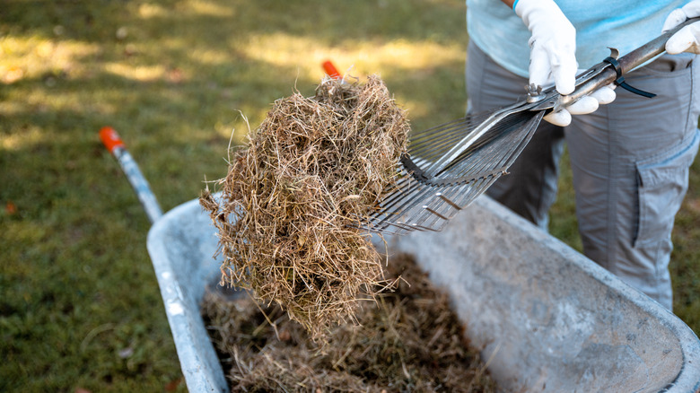 Wheelbarrow full of grass clippings