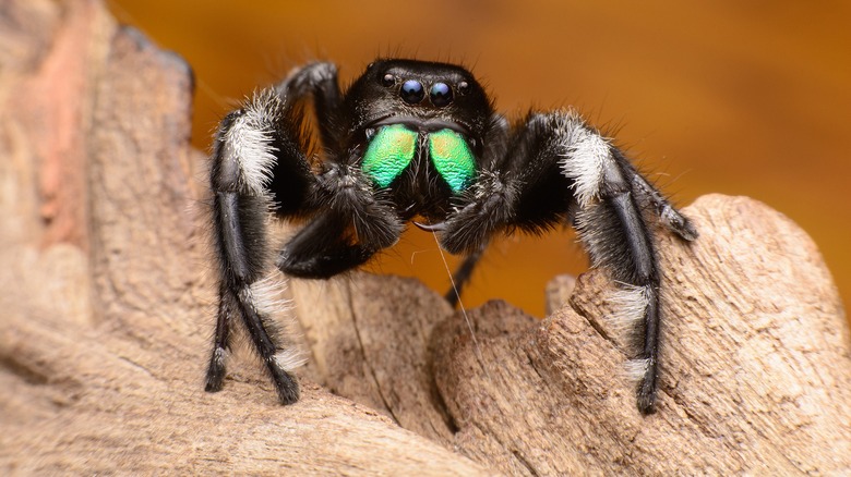 jumping spider on a leaf