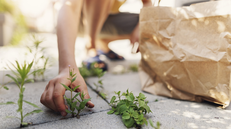 person pulling weeds from patio