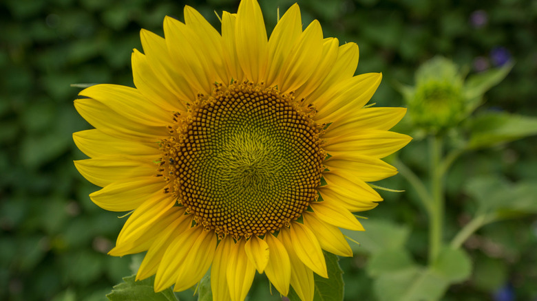 close up of black oil sunflower