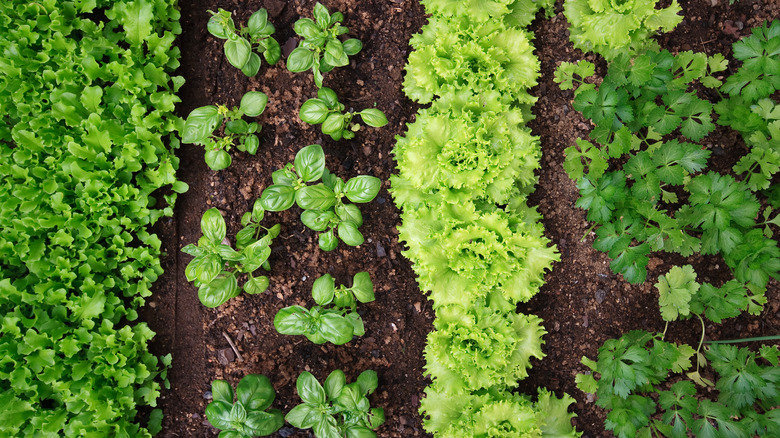 lettuce, parsley, and basil growing in line garden