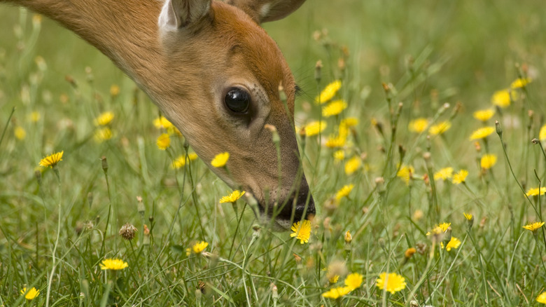 Deer sniffing at yellow flowers