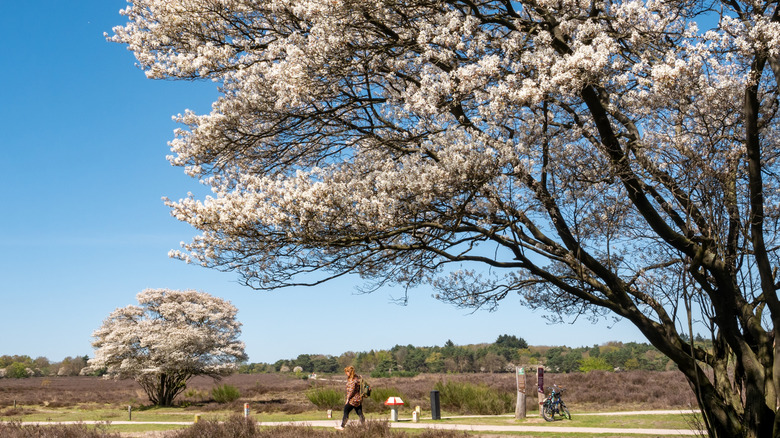 Serviceberry trees in bloom