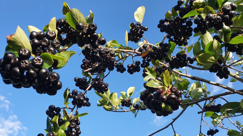 black chokeberries