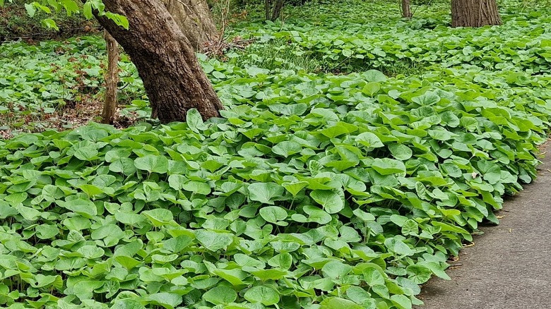 wild ginger near trees