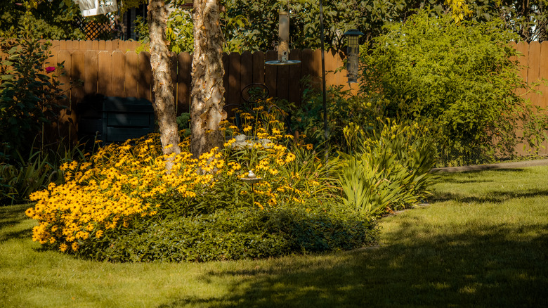 plants in tree shade