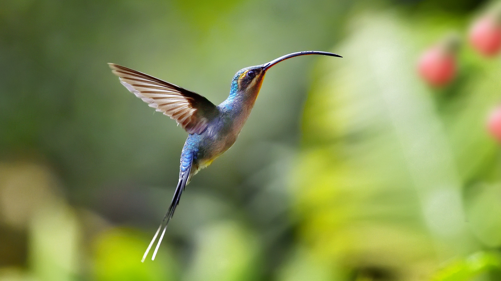 The Native Red Flower You Should Be Using To Attract Hummingbirds To 