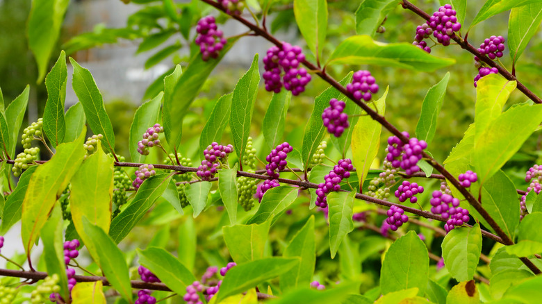 purple and green beautyberries