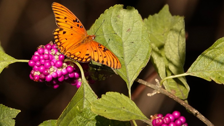 butterfly on beautyberry