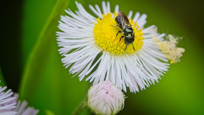 An up close view of a sweat bee pollinating a fleabane