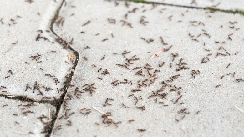 Ants on patio