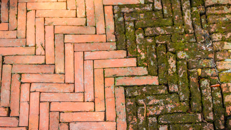 Moss on brick pathway