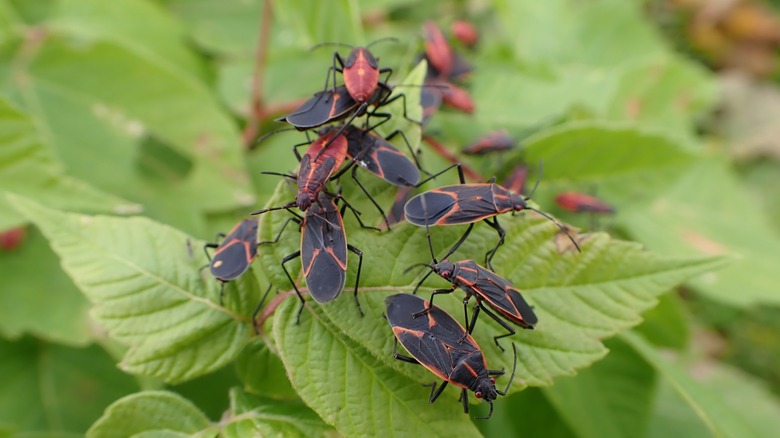 Boxelder bugs on leaves