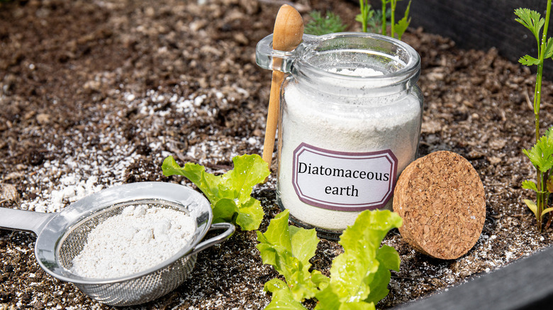 Jar of diatomaceous earth