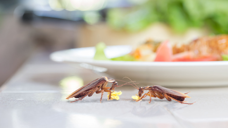 cockroaches eating