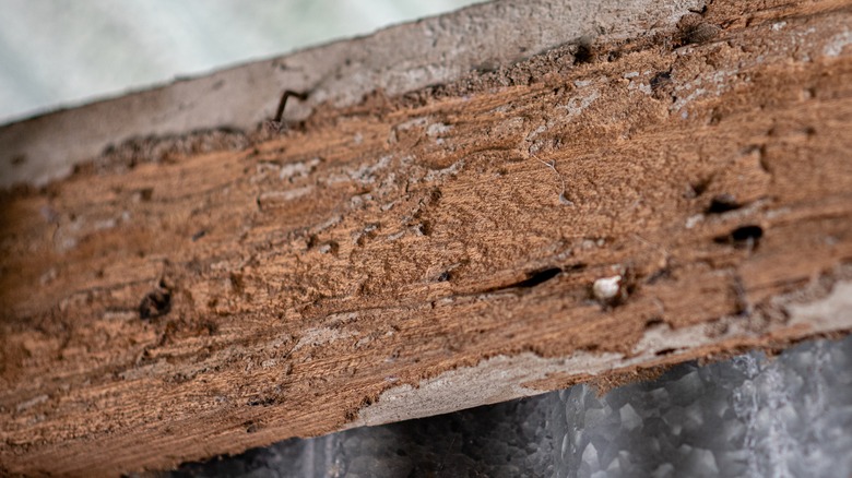 Termite-infested wood