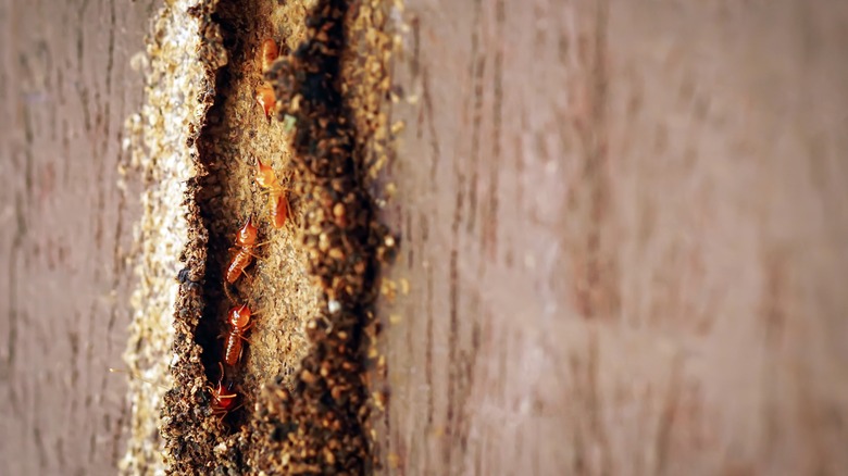 Termites crawling on damaged wood