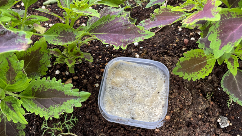 slug traps in the garden