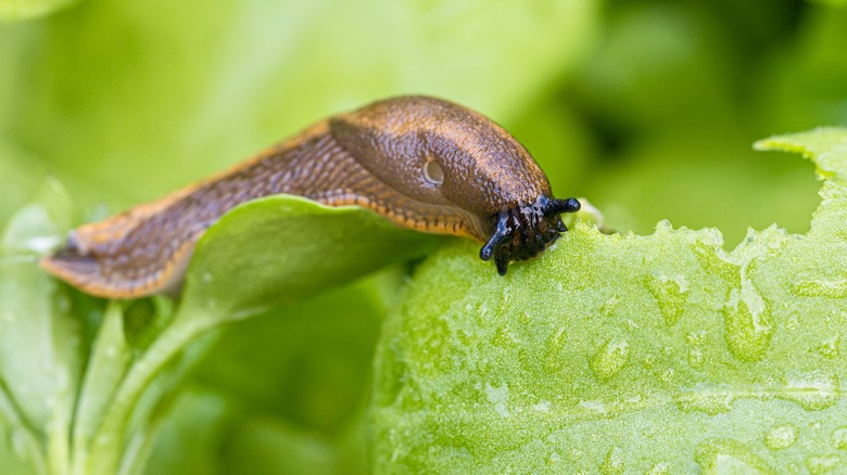 slug munching on a leaf