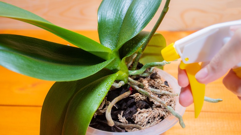 woman spraying plant with bottle