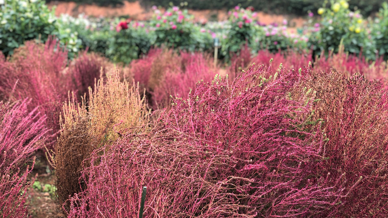 kochia weeds