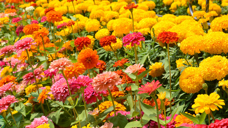 marigolds planted with zinnias