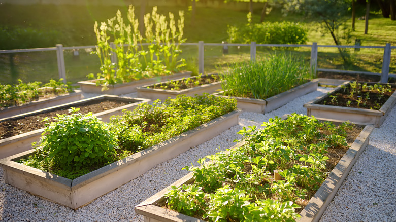 raised garden beds in rows