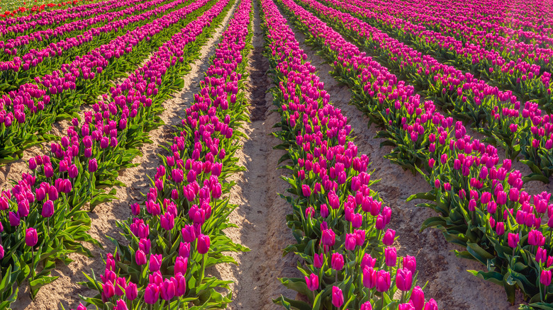 flower garden in rows