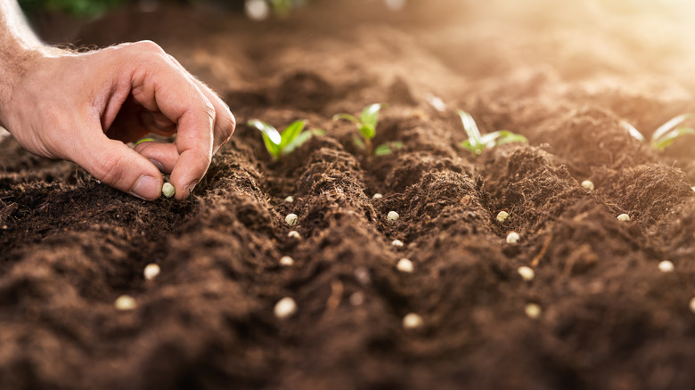 planting seeds in small rows