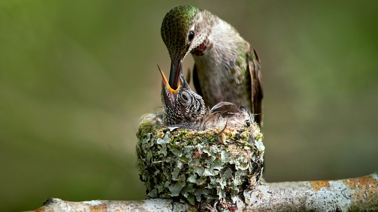 A hummingbird feeds its baby in the nest