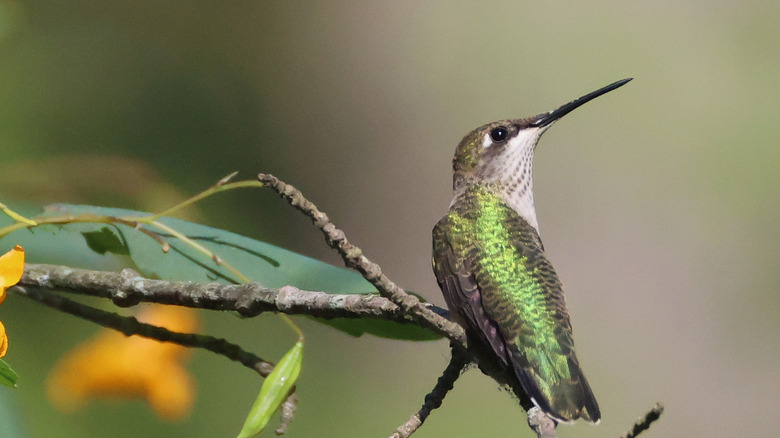 A hummingbird sitting on a tree branch