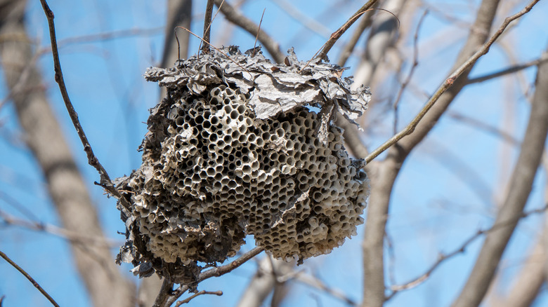 old wasp nest in dead tree