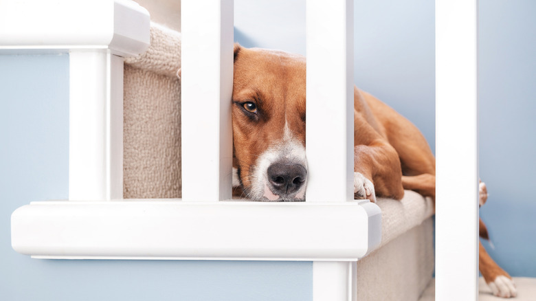 Dog laying on stairs looking through railing posts