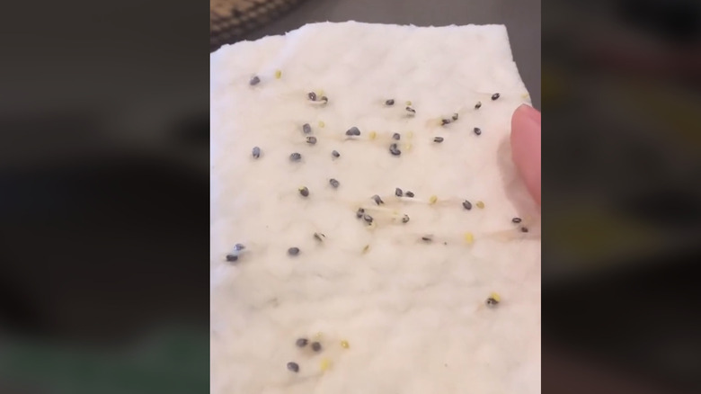 sprouted seeds on a cloth