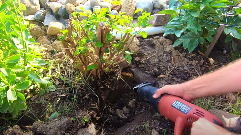 cutting shrub with reciprocating saw