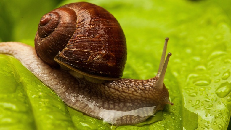 snails in the garden