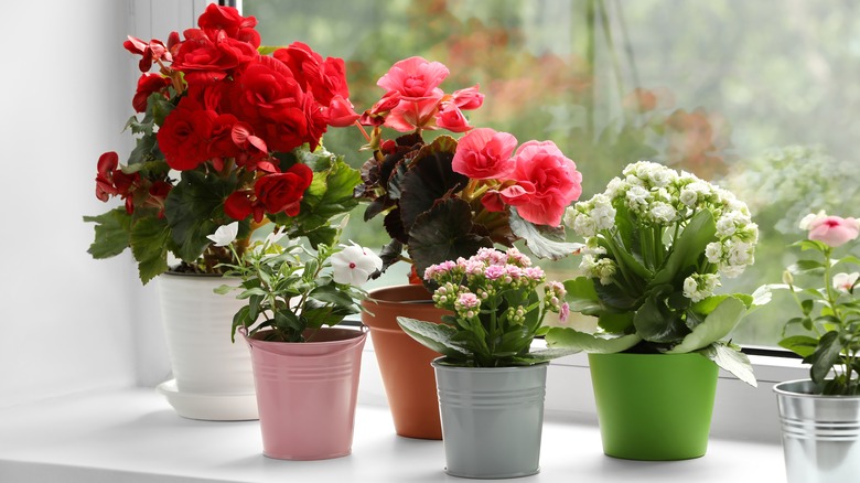 Colorful flowers in planter pots