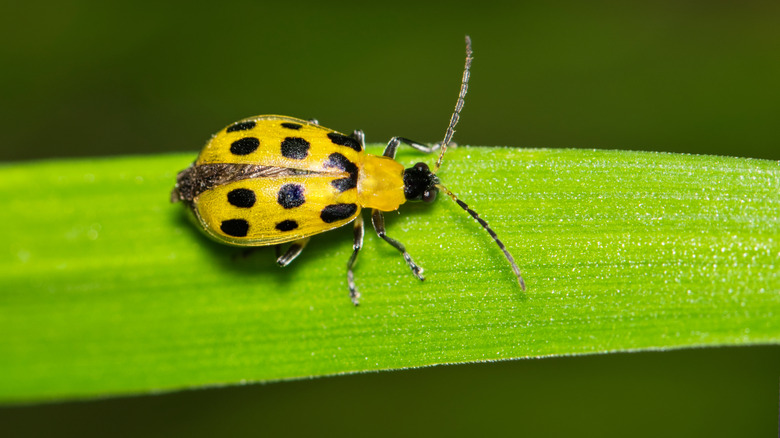 Spotted cucumber beetle