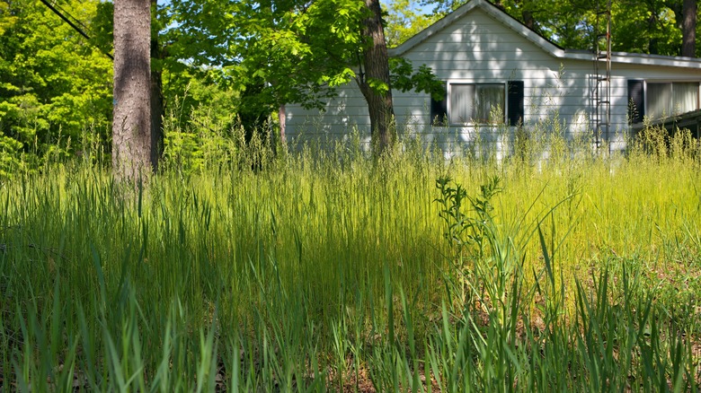 weedy front yard house