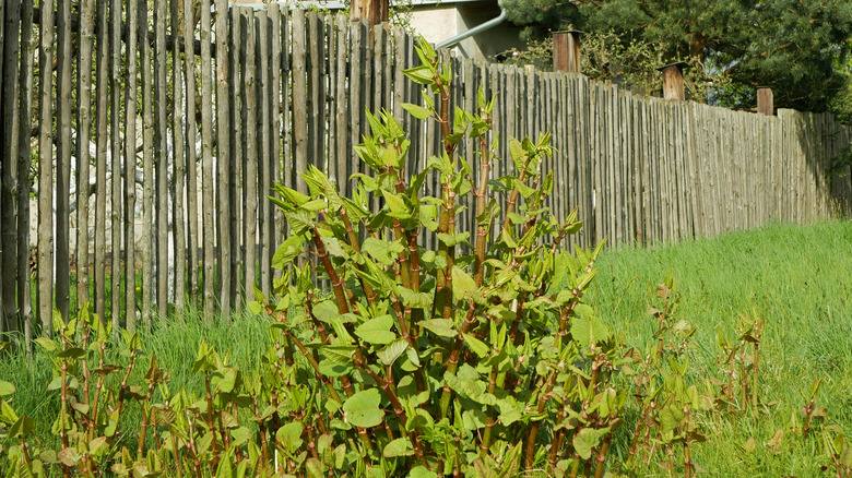 Japanese knotweed in backyard